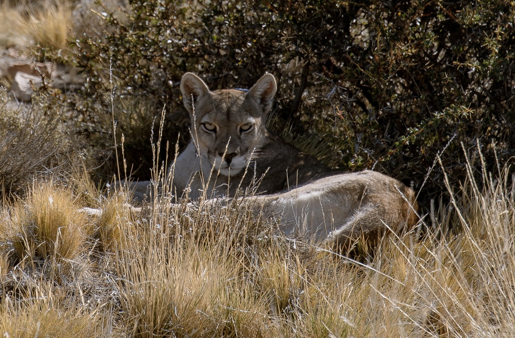 Safari Patagonia Argentina — Parque Patagonia